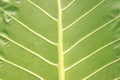 Close-Up of Giant Taro Leaf. ElephantÃ¢â¬â¢s-ears. Alocasia Macrorrhizos. Big Green Leaves Royalty Free Stock Photo